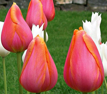 French Single Late Tulips