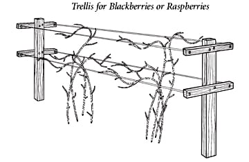 Trellis for Blackberries or Raspberries