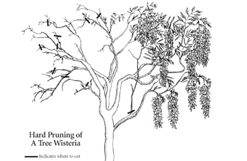 Tree Wisteria pruning