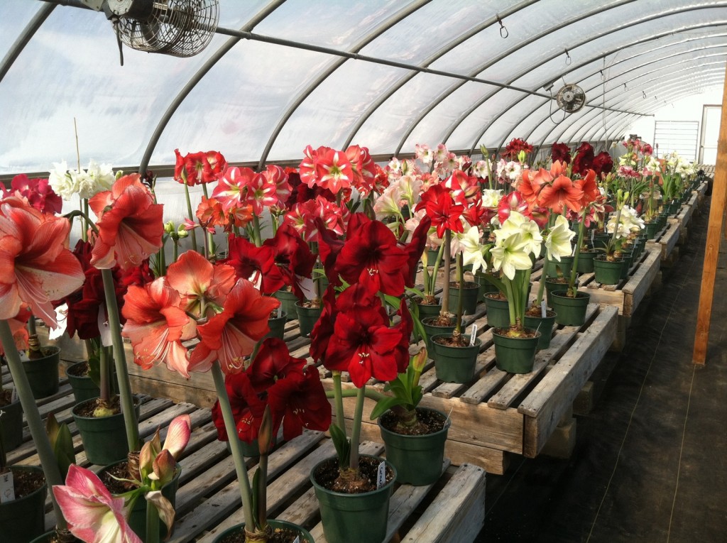 Greenhouse full of blooming Amaryllis