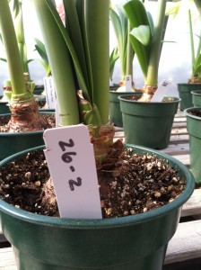 Amaryllis with numbers