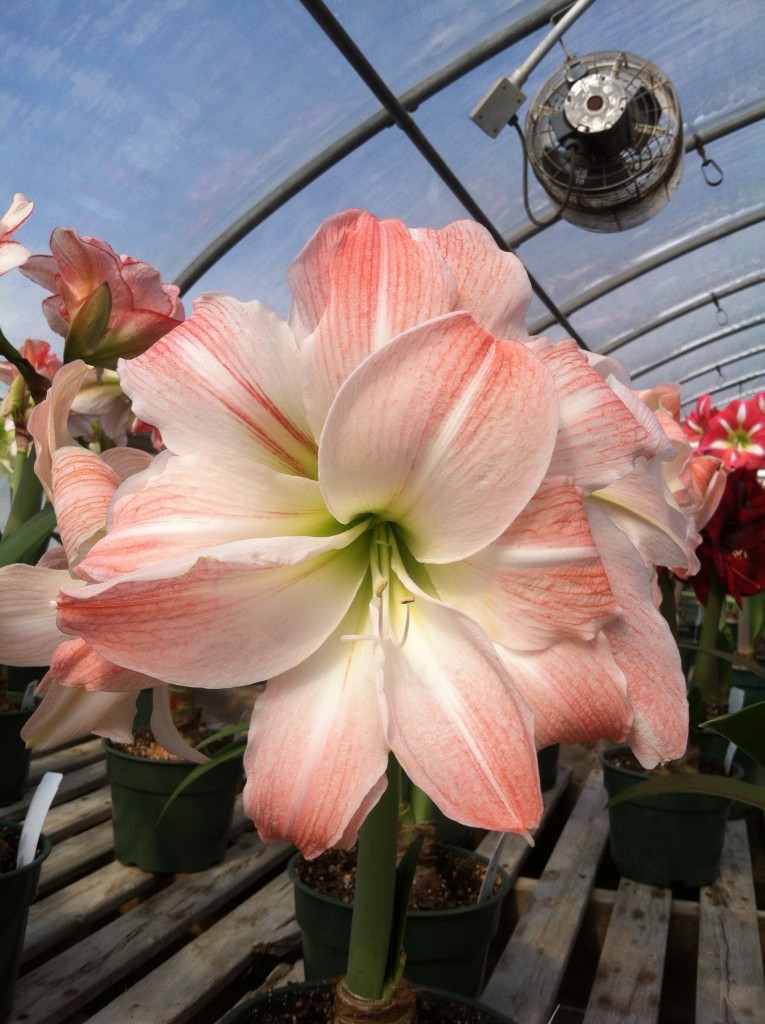 pink and white Amaryllis