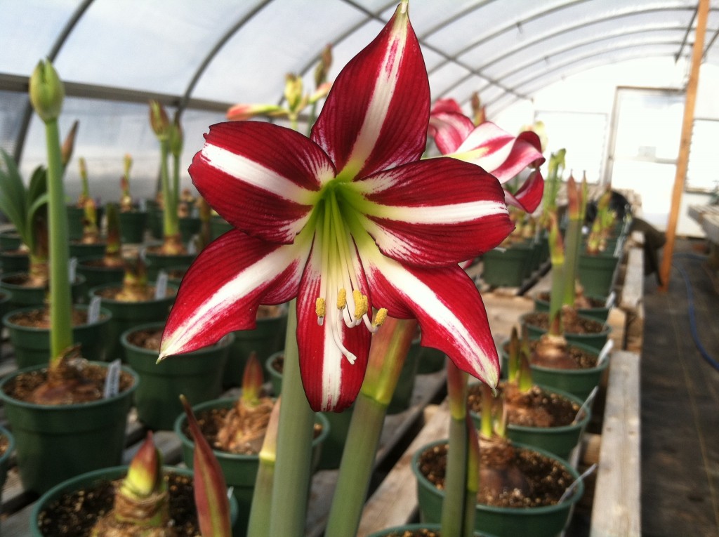 Lorraine Looks for Amaryllis with Interesting Color Combinations