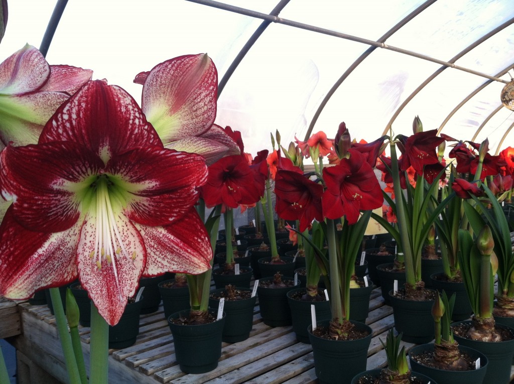 Amaryllis in greenhouse