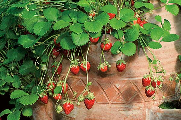 mara des bois in strawberry jar