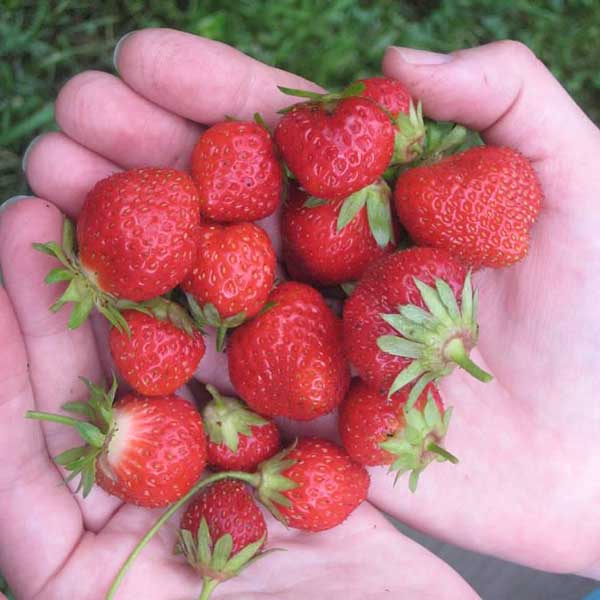 mara-des-bois_handful_rob