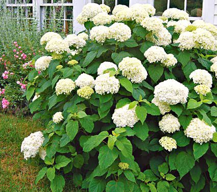 Hydrangea arborescens 'Annabelle'