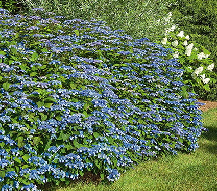 Hydrangea serrata 'Blue Billow'