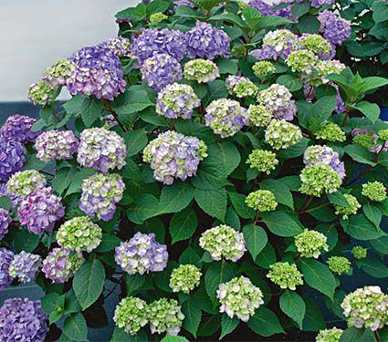 Hydrangea macrophylla Endless Summer® BloomStruck®