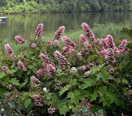 Hydrangea quercifolia Gatsby Pink®