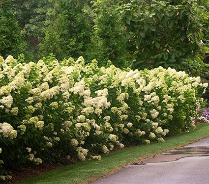 Hydrangea paniculata 'Limelight'