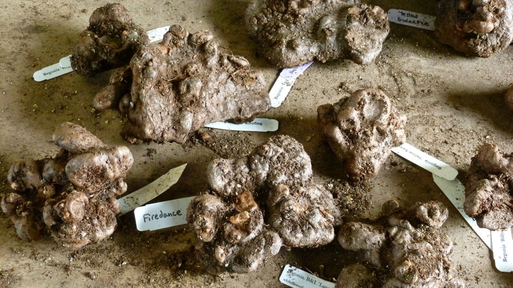 Begonia tubers with tags