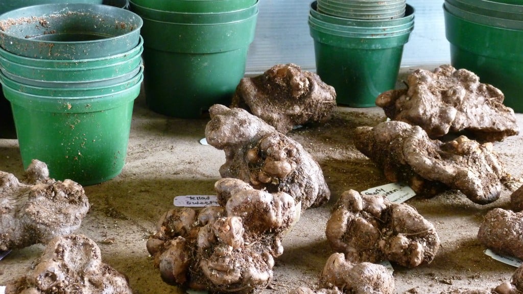 Begonia tubers and pots