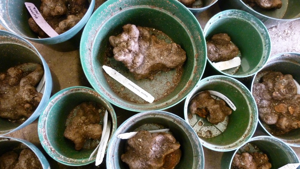 tubers nestled in their pots