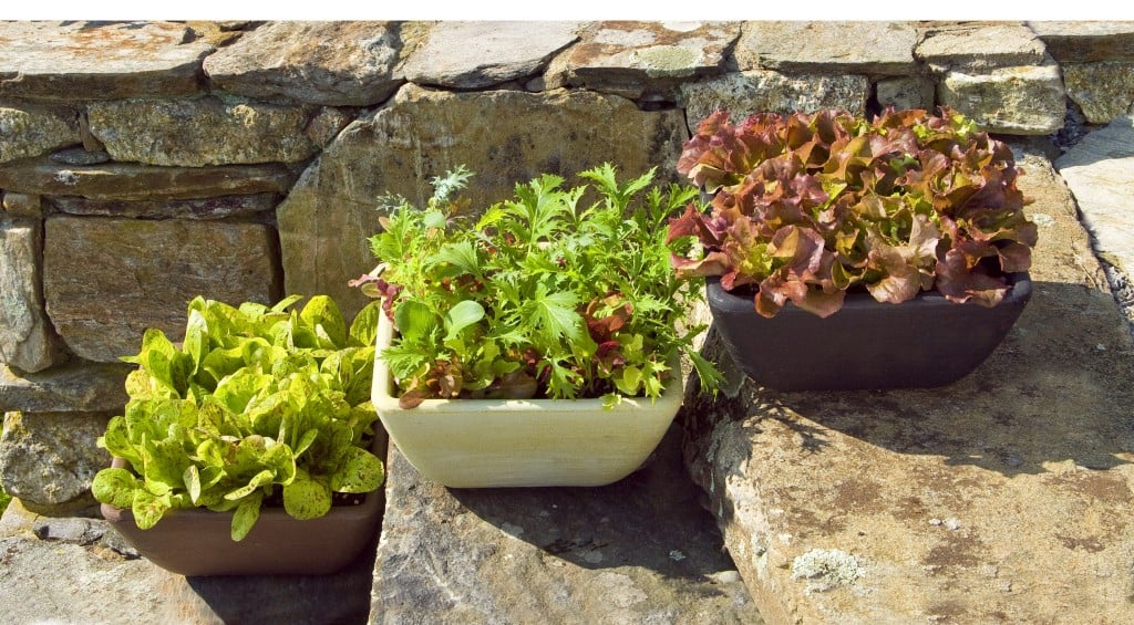 lettuce as container gardens