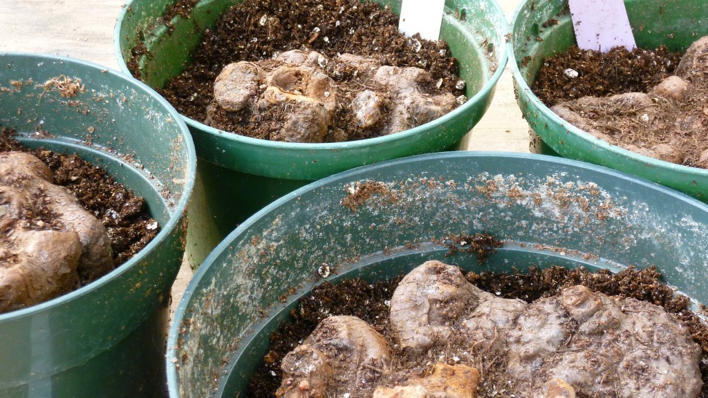 pot with potting mixture and tubers