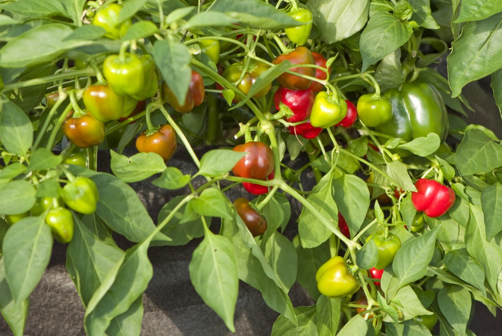 grow bag, pepper mini red bell sweet