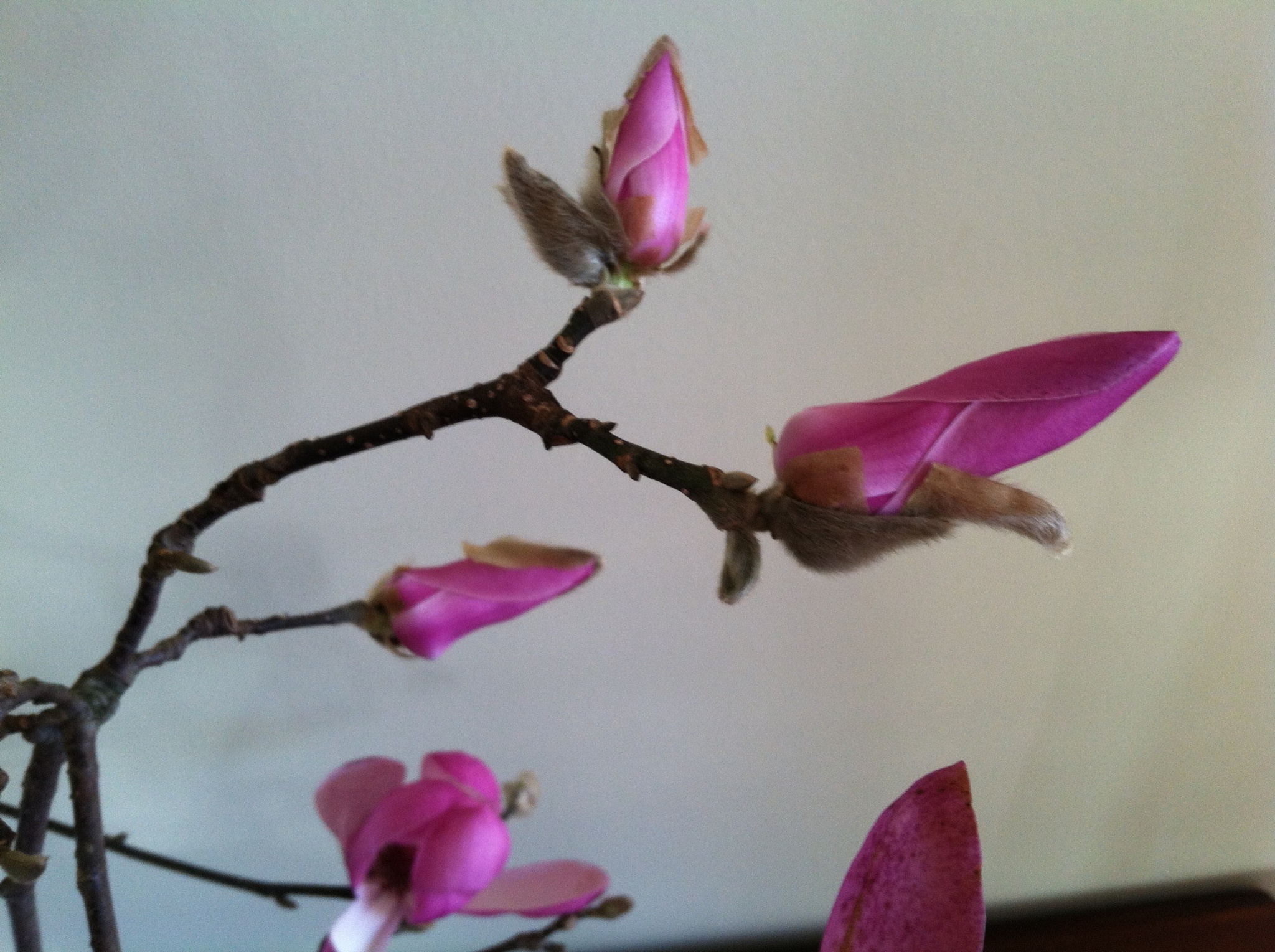 Forcing Branches for a Preview of Spring White Flower Farm's blog