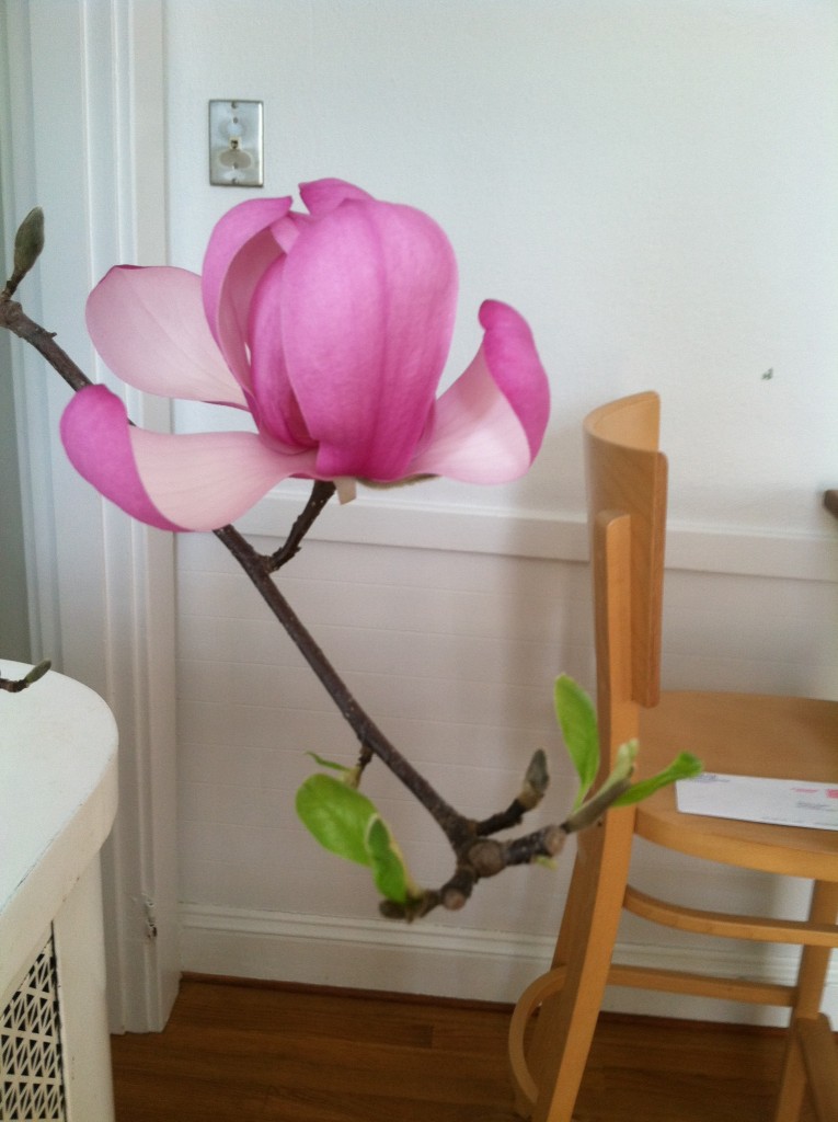 Magnolia blossomo