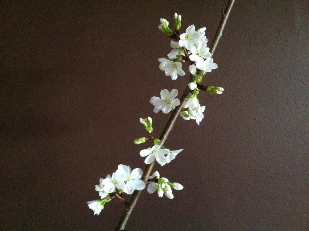 Cherry tree blossom