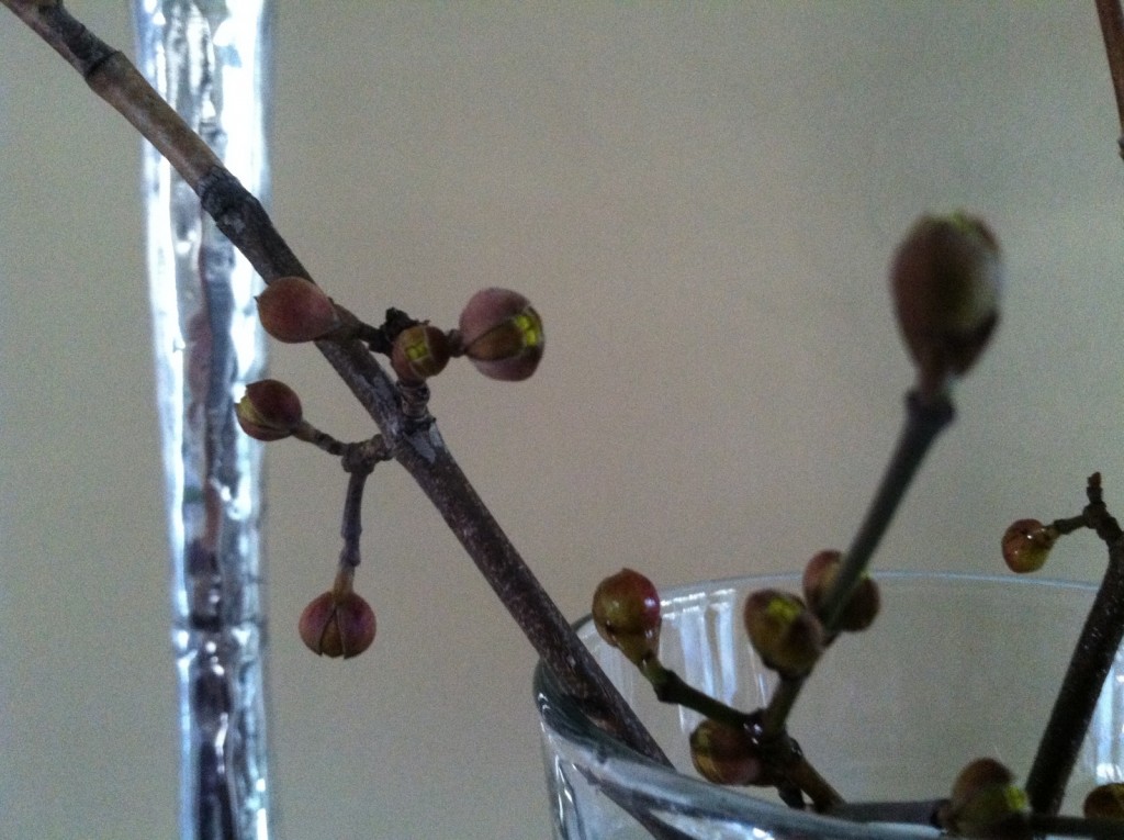 fat buds of Cornus mas