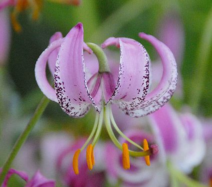 Lilium langkongense: These recurved, lavender-pink bells possess an exquisite charm and grace. They deepen in color as they age and are heavily spotted in maroon. This fragrant Species Lily comes from the mountainous regions of southwestern China, and prefers regular moisture, well-drained soil, and a bit of shade in the heat of the day.]