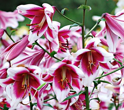 ‘Silk Road’: Here is an Orienpet Lily with huge, intoxicatingly fragrant 8″ flowers that are borne on spires up to 2′ across for longer than you thought possible. It’s the winner of the North American Lily Society's popularity poll for 4 straight years.