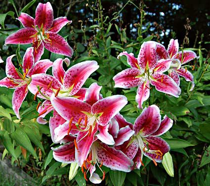 Lilium ‘Star Gazer’: When Leslie Woodriff, a Lily breeder in California, created 'Star Gazer' a quarter of a century ago, it instantly set a new standard for Oriental Lilies. This fragrant hybrid grew beautifully in the average garden, and its large, upfacing blooms on strong stems were outstanding as cut flowers.