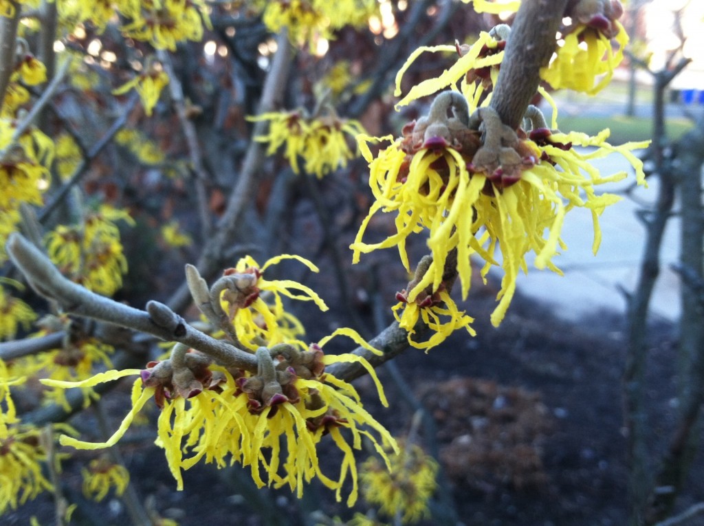 Witch Hazel in bloom