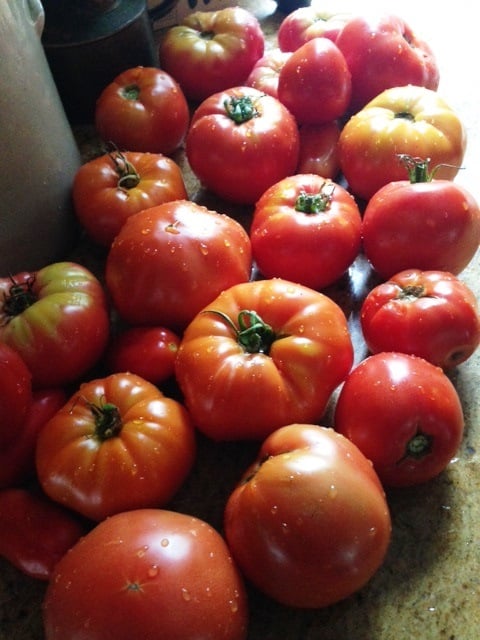 One day's tomato harvest, rinsed and ready for cooking and freezing
