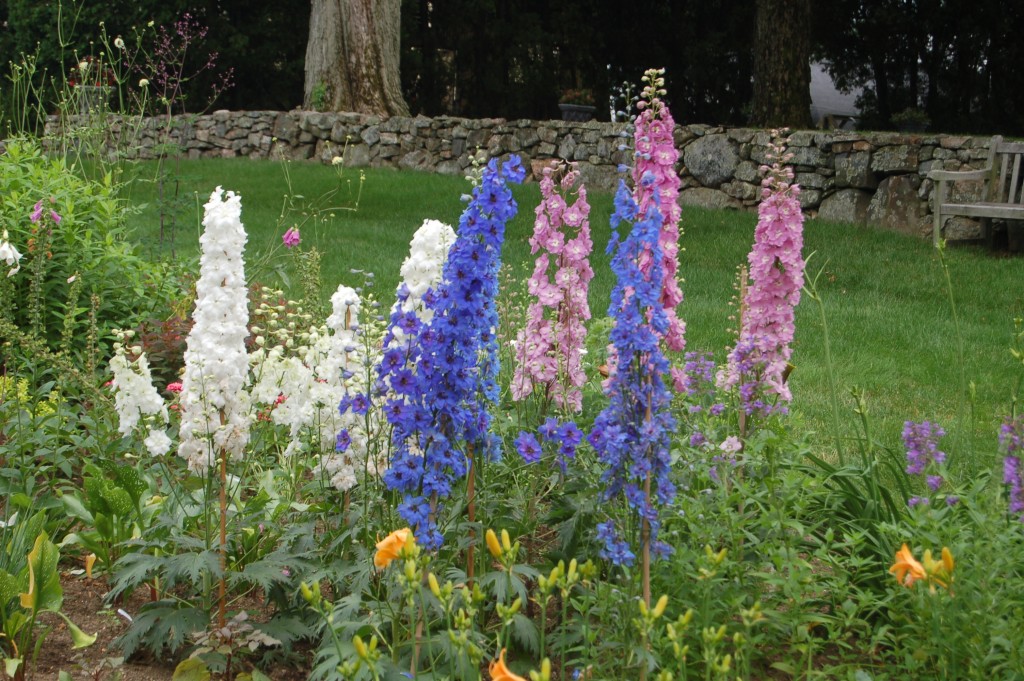 delphinium