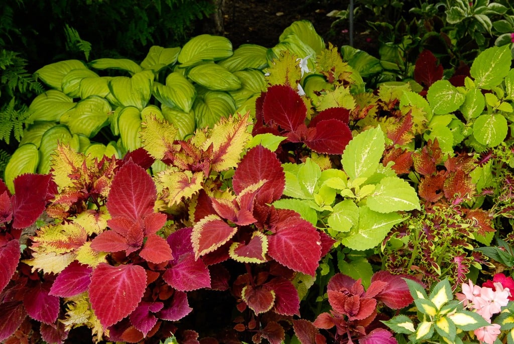 coleus under the sea electric coral, begonia fireball, ipomoea bright ideas rusty red, coleus stained glassworks, coleus henna and coleus vino, sunpatiens carmine spreading red, coleus redhead