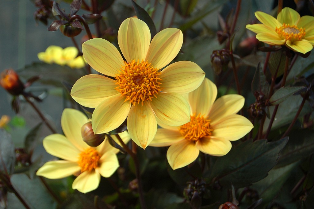 DAHLIA 'HAPPY SINGLE PARTY', 40980