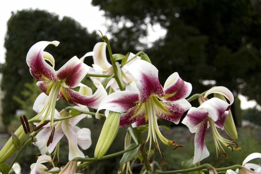 Lilium, Lily (unknown variety)