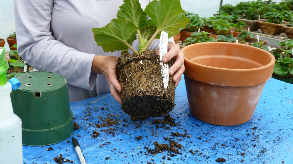 Gently knock each plant out of its pot. If a network of fibrous roots covers the outer surface of the soil mass, the begonia is ready for repotting.