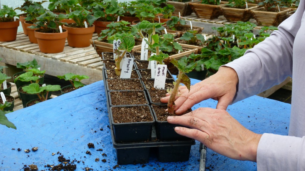 Gently firming the soil. Don't forget to label the cutting unless you like surprises!