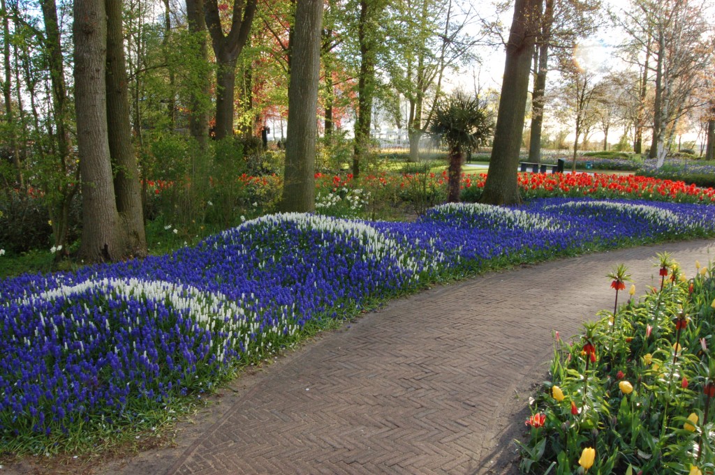 Muscari Waves DSC_1080