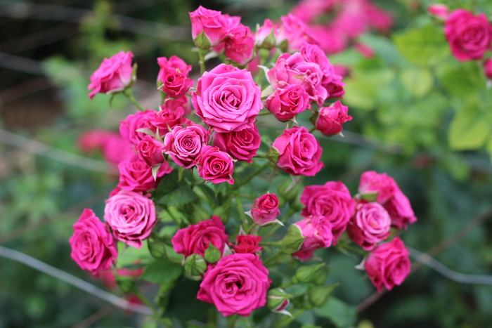 Spray Rose ‘Lovely Lydia’ is one of dozens of varieties being cultivated in the conservatory at Longwood.