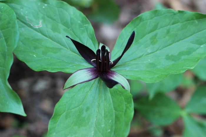 Trillium stamineum at Mt. Cuba - one of more than 20 Trillium varieties on display.