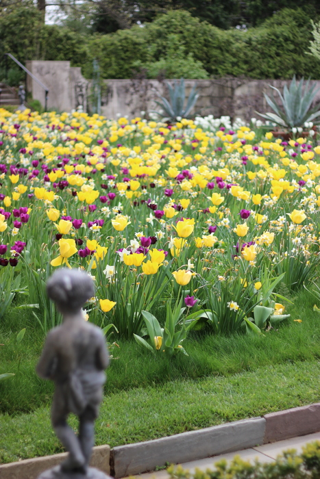 Tulips and Narcissus blooming together at Chanticleer.