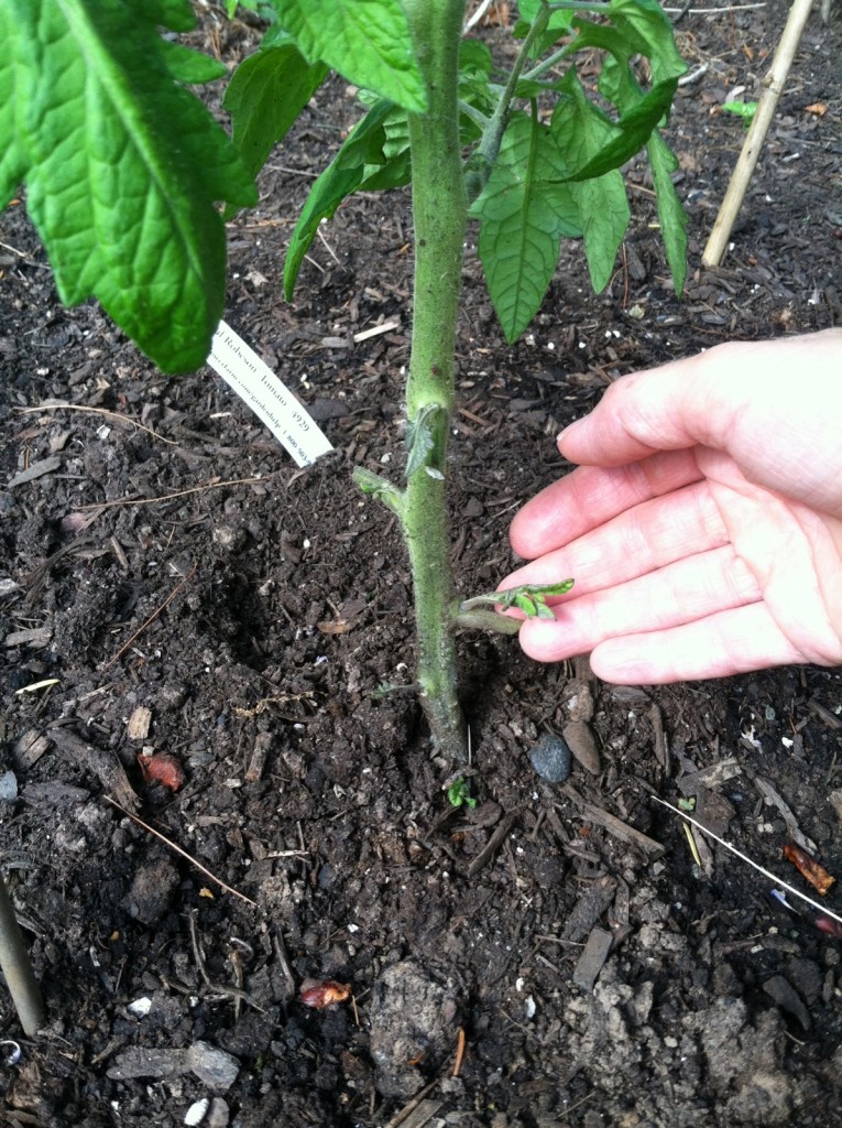 3. pinching away foliage -- especially leaves and suckers that are close to the ground. Removing these helps%