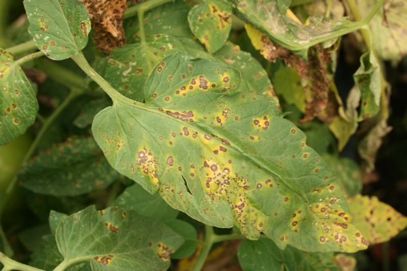 Septoria Leaf Spot of Tomato Photo courtesy of Missouri Botanical Garden