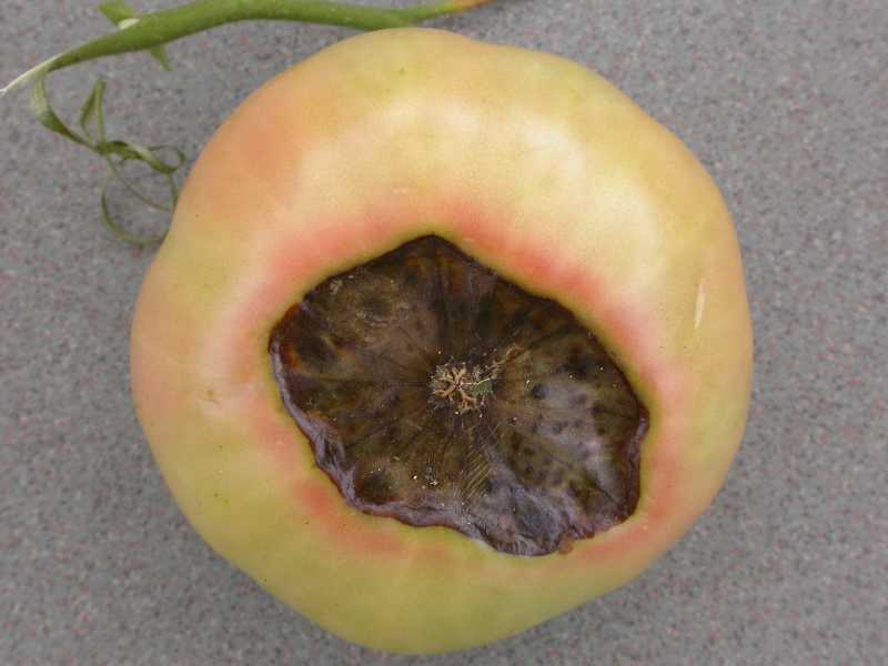 Blossom end rot, photo courtesy of Missouri Botanical Garden