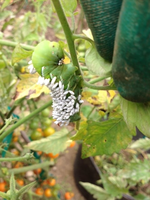 hornworm_covered-in-the-cocoons-of-a-parasitical-wasp_Photo-by-Barb-Pierson