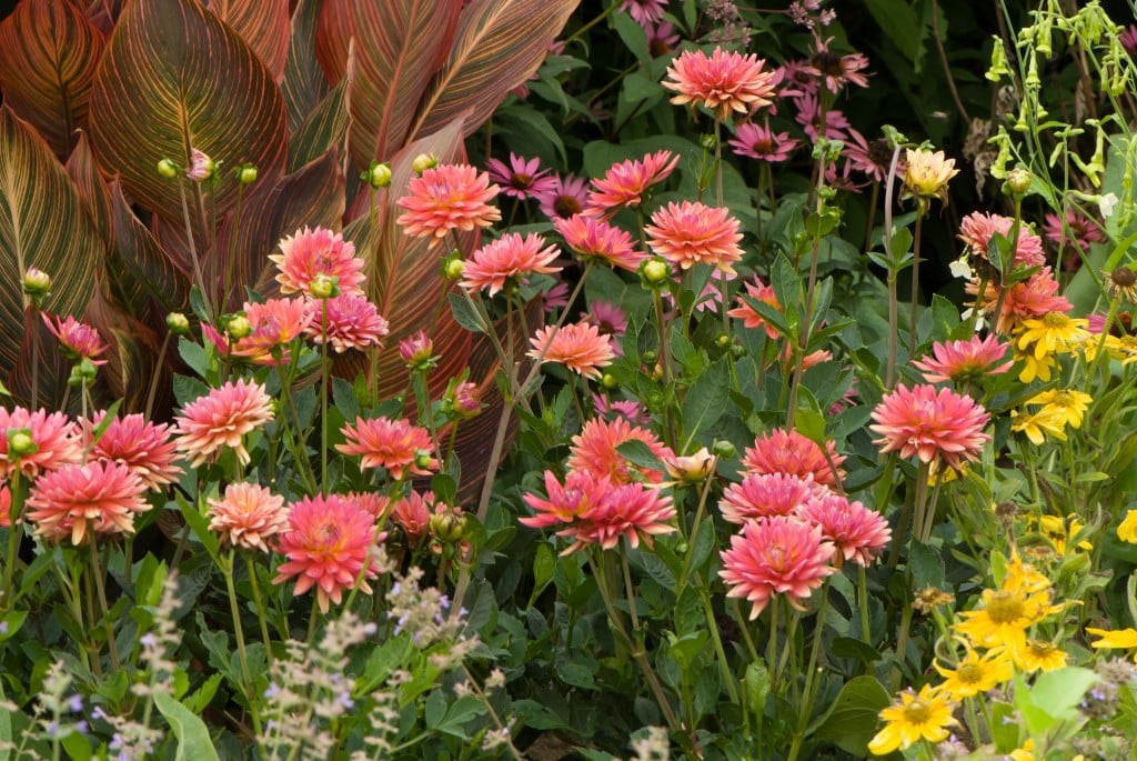 dahlia karma corona, canna