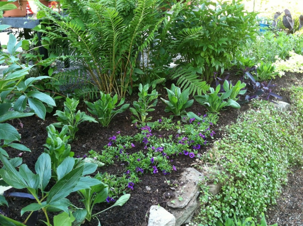 New residents of the sunny bed at the store include purple-flowering calibrachoa, Ostrich Fern, herbaceous peonie