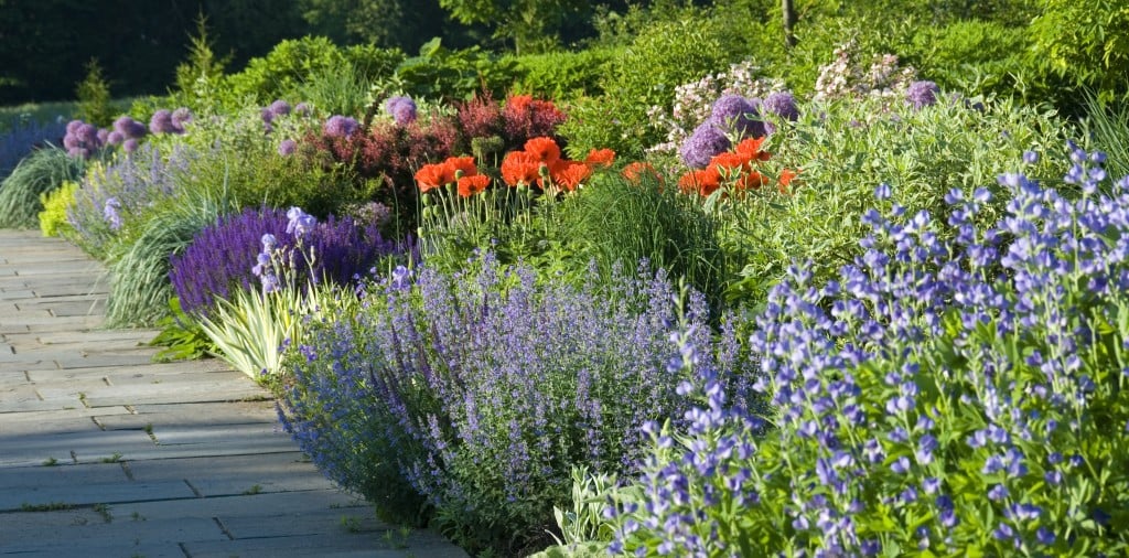 Baptisia, Papaver Turkenlouise, Salvia 'May Night', Berberis, Allium, Iris Pallida