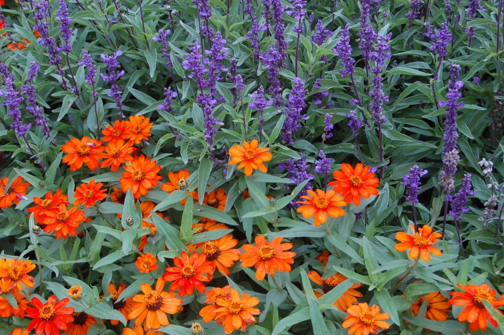 ZINNIA ORANGE PROFUSION, SALVIA