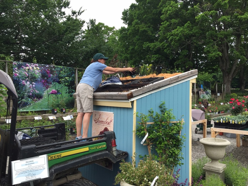 The store's Visual Merchandizer Mary Valente installing Sedum Tile(R) Color Splash on the roof of the display%2
