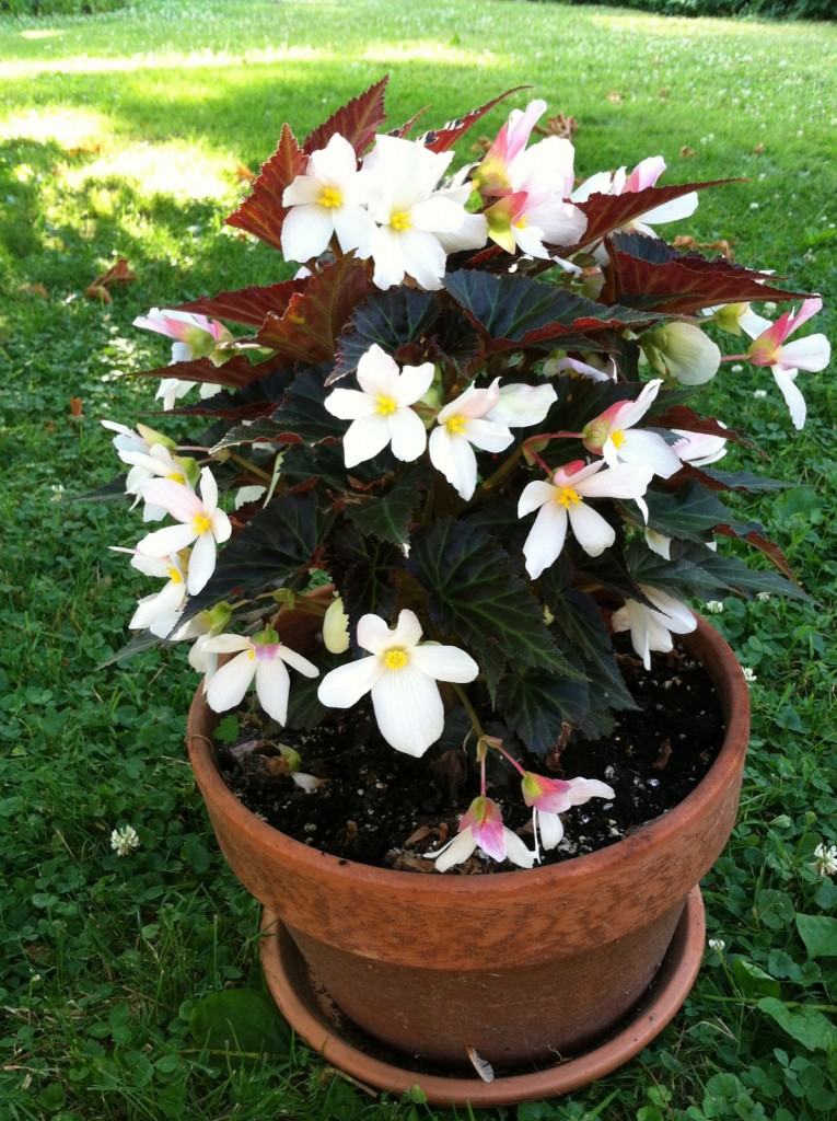 Begonia Unstoppable Upright Big White